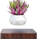 MagicGrow - Flydende Bonsai