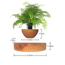 MagicGrow - Flydende Bonsai