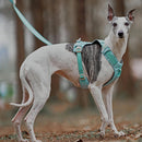 PawStrap – Anti-træk hundesele med dobbelte d ringe og snorfastgørelse