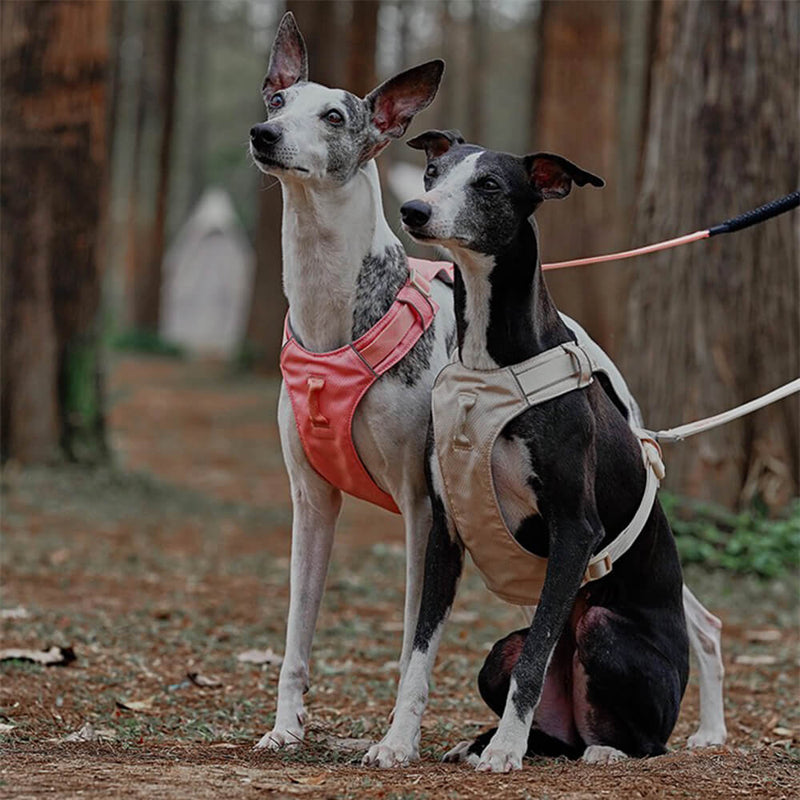 PawStrap – Anti-træk hundesele med dobbelte d ringe og snorfastgørelse