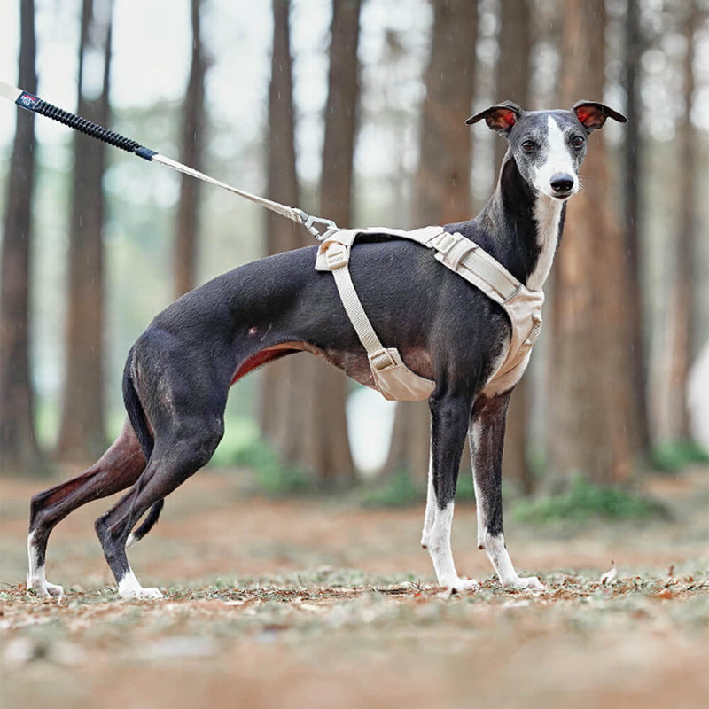 PawStrap – Anti-træk hundesele med dobbelte d ringe og snorfastgørelse