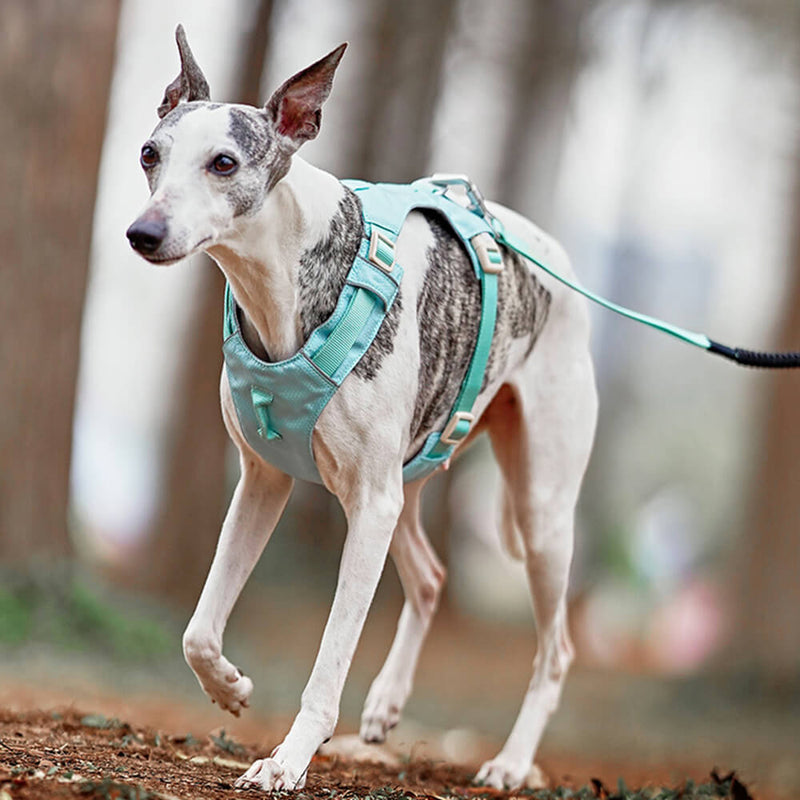 PawStrap – Anti-træk hundesele med dobbelte d ringe og snorfastgørelse