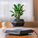 MagicGrow - Flydende Bonsai